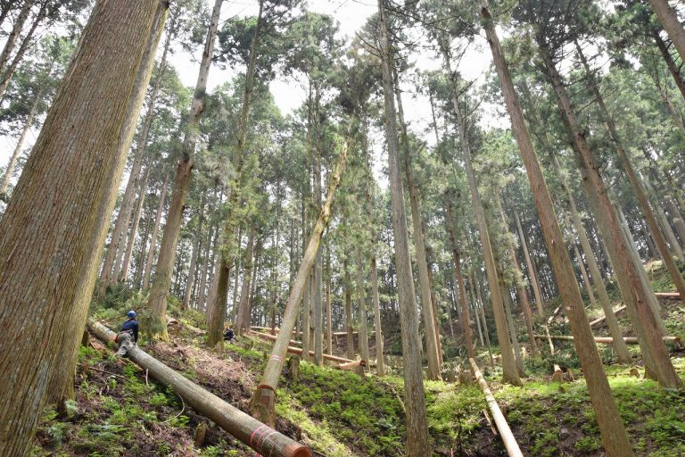 Trees Of Nara 