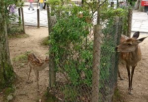 奈良公園のアイドル 奈良体験 Comブログ