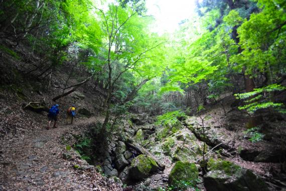 野幌原始林